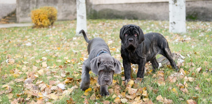 Neapolitan Mastiff pups in a yard