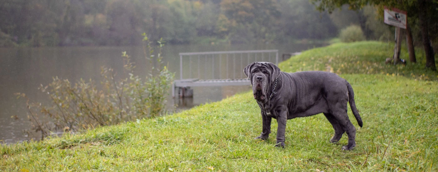 Neapolitan Mastiff standing by the river