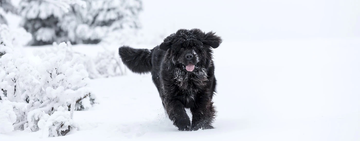 Newfoundland running in snow