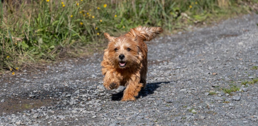 Norfolk Terrier running