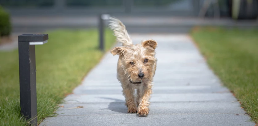 Norfolk Terrier walking on paved road