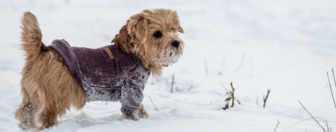 Norfolk Terrier wearing coat in snow