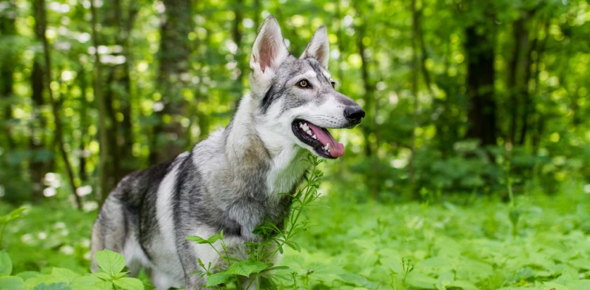 Northern Inuit Dog looking at the side