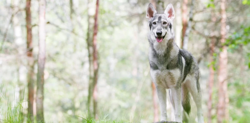 Northern Inuit Dog standing in the woods