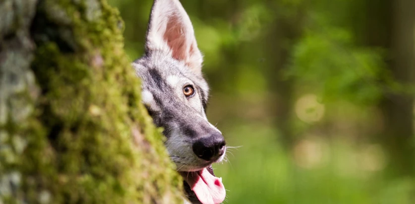 Northern Inuit Dog hiding behind the tree