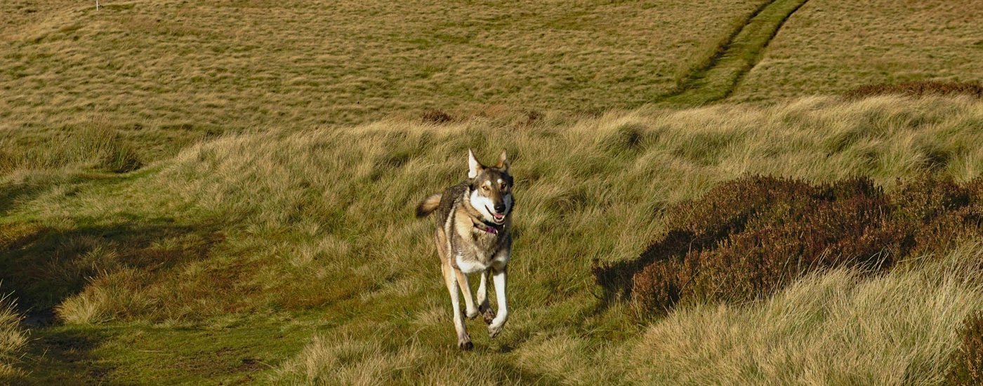 Northern Inuit Dog running in a field