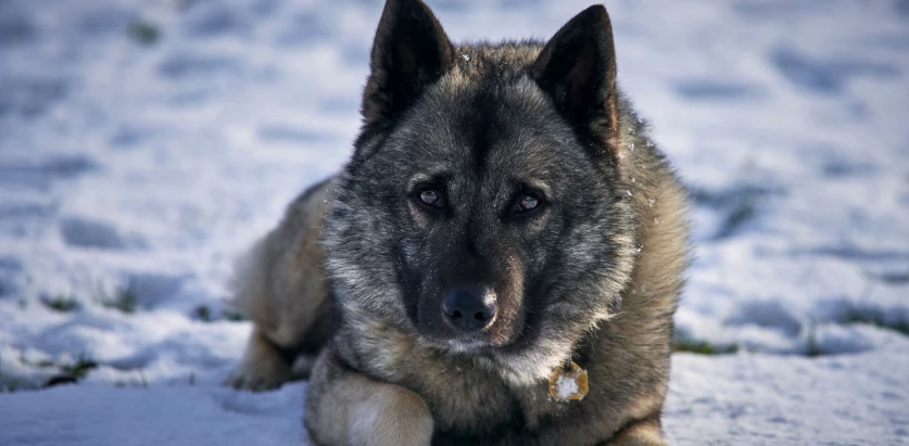 Norwegian Elkhound laying in snow facing front