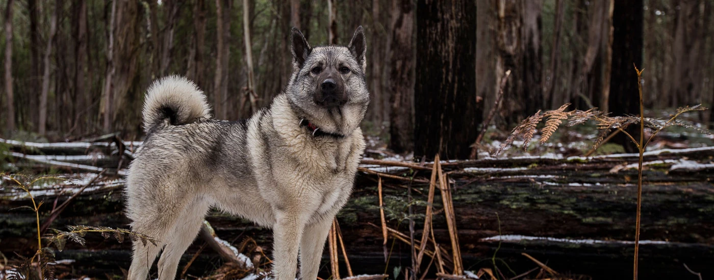 Norwegian Elkhound in the woods