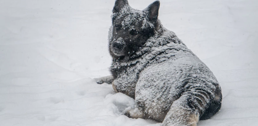 Norwegian Elkhound covered in snow