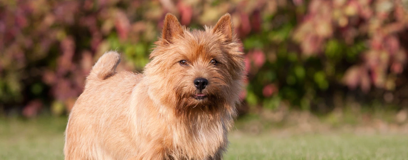 Norwich Terrier standing facing front