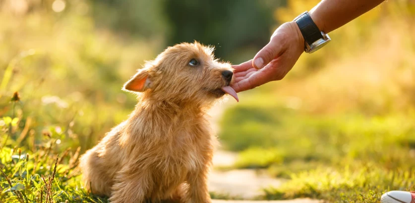 Norwich Terrier licking a human's hand