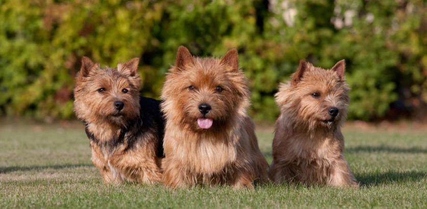Norwich Terrier dogs sitting together