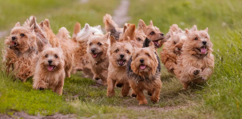 Norwich Terrier puppies running in a field