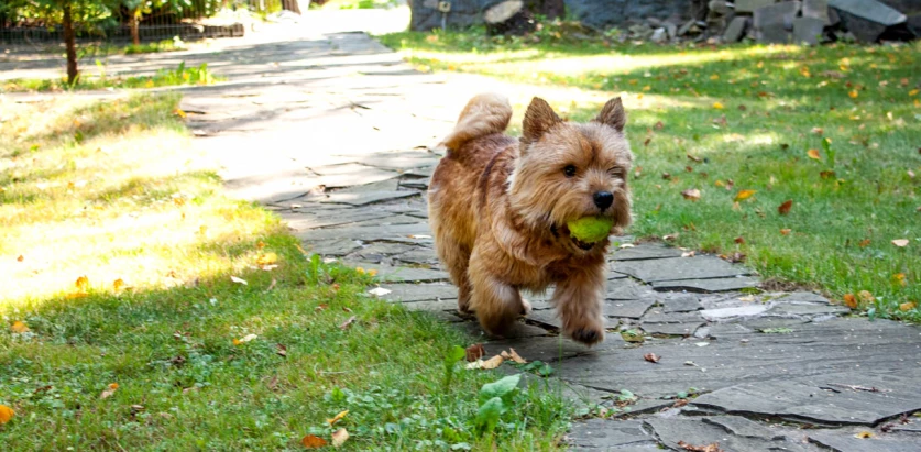 Norwich Terrier holding a ball