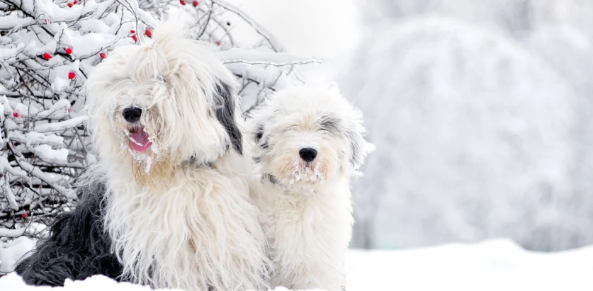 Old English Sheepdog dogs in snow