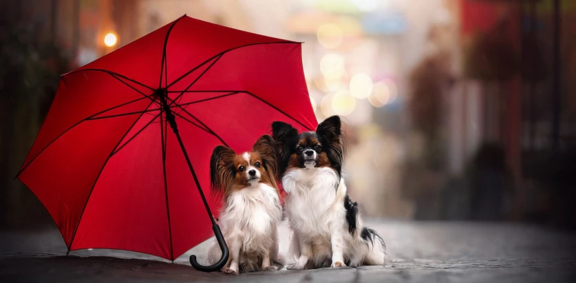 Papillon dogs under an umbrella