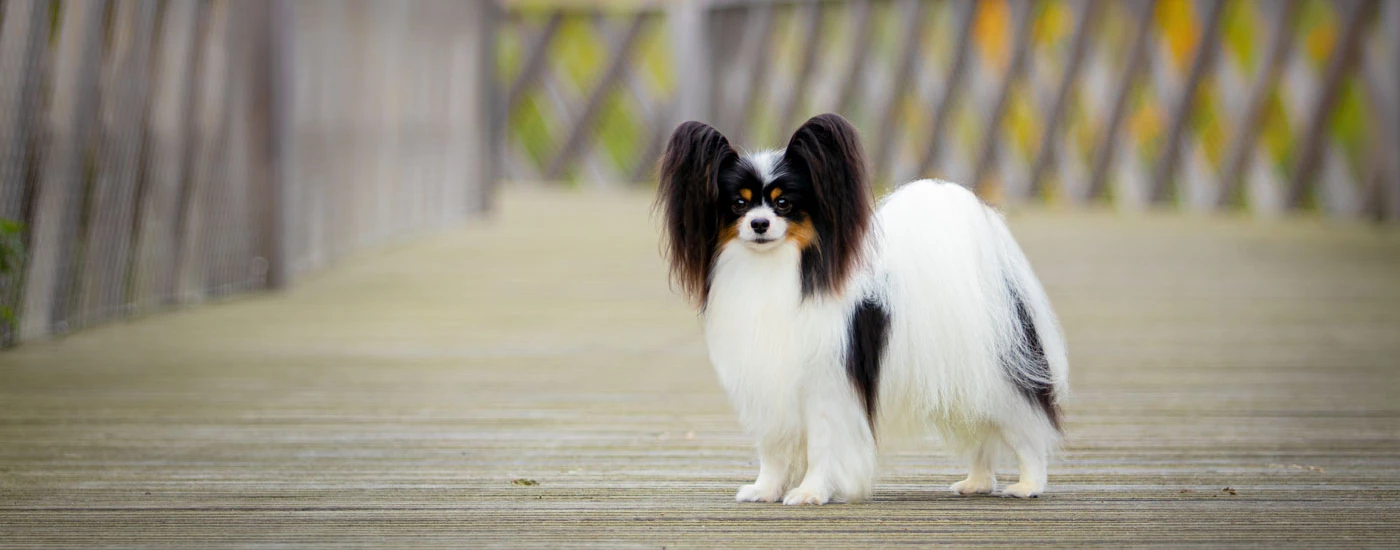 Papillon standing on porch