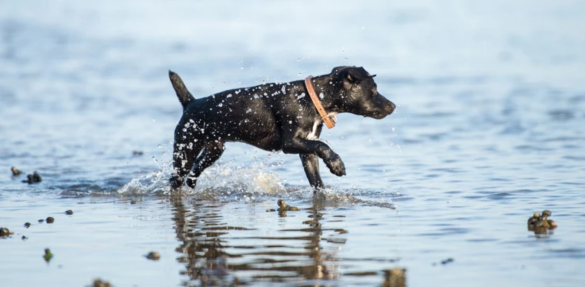 Patterdale Terrier running in the water
