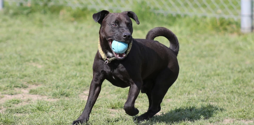Patterdale Terrier holding a ball