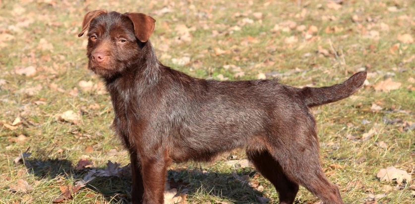 Patterdale Terrier standing side view