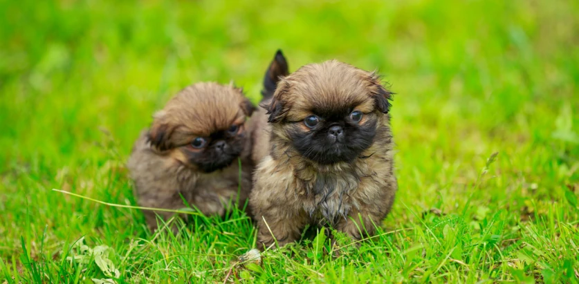 Pekingese pups on grass