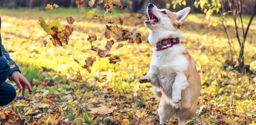 Pembroke Welsh Corgi playing with leaves