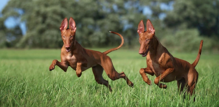Pharaoh Hound dogs running