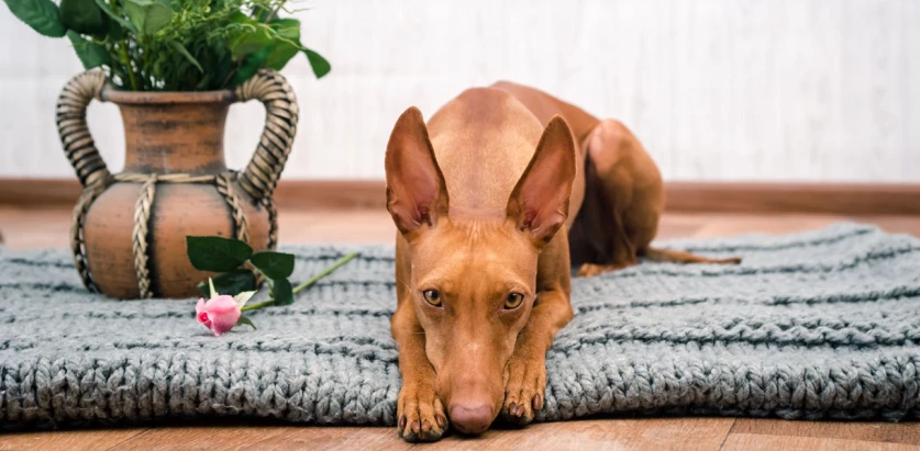 Pharaoh Hound laying down on a blanket
