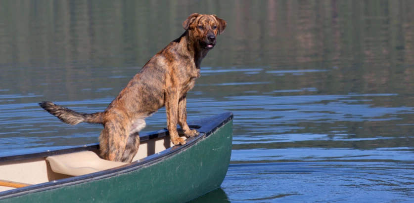 Plott Hound in a boat