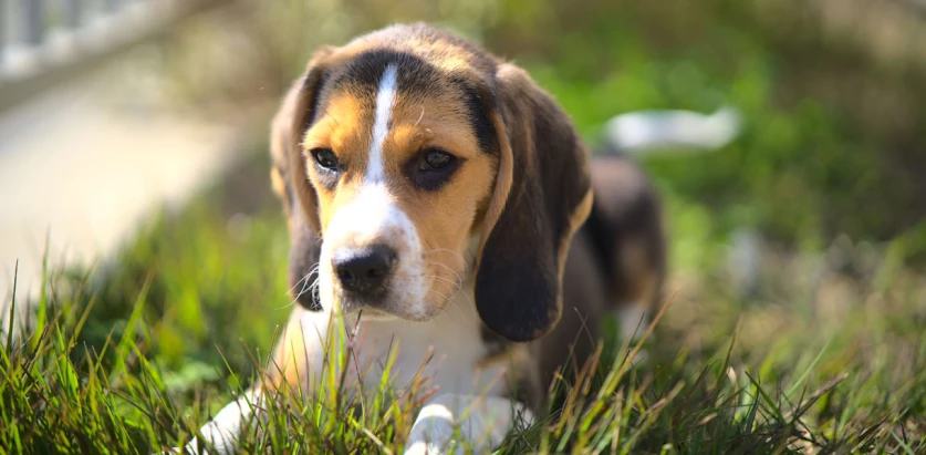 Pocket Beagle laying in grass