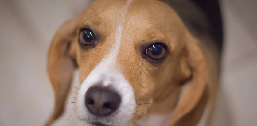 Pocket Beagle close up