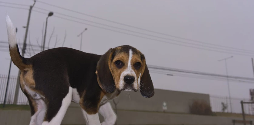 Pocket Beagle awkward pose