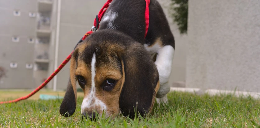 Pocket Beagle sniffing