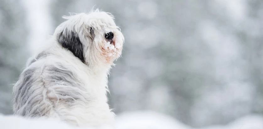 Polish Lowland Sheepdog in snow