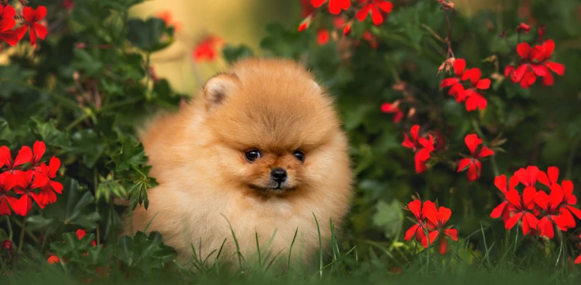Pomeranian among flowers