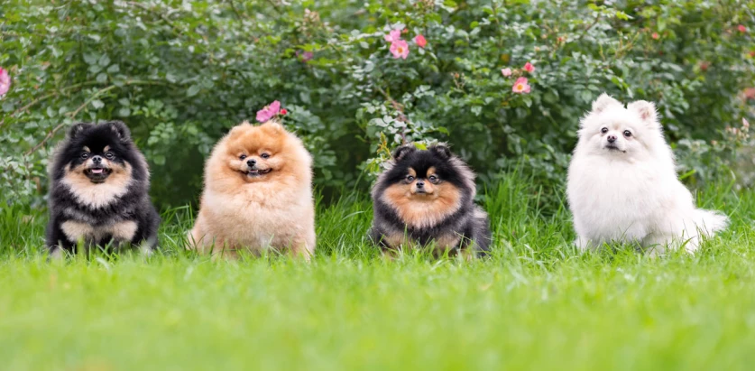 Pomeranian dogs lining up