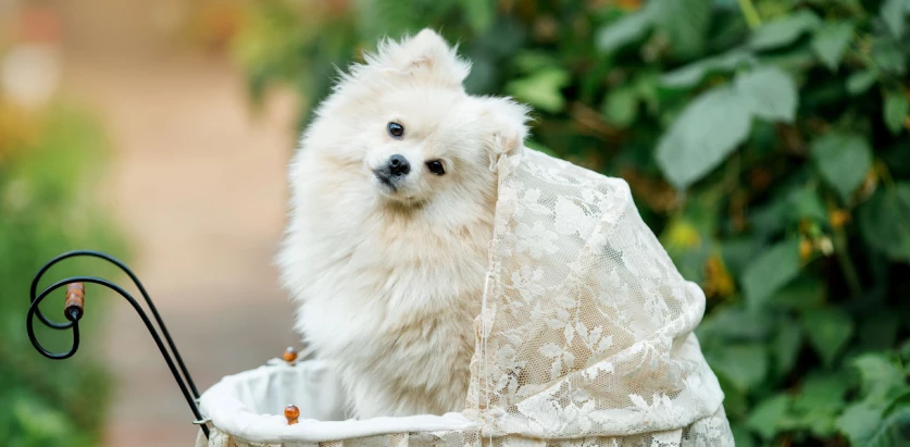 Pomeranian in a crib