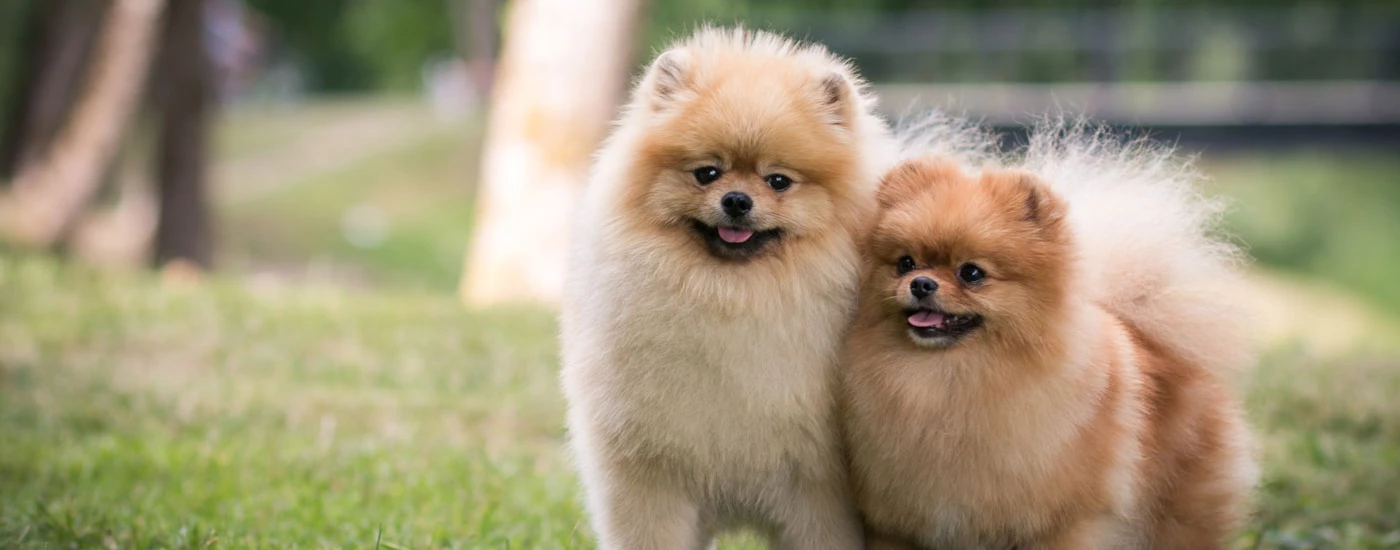 Pomeranian dogs standing closely together