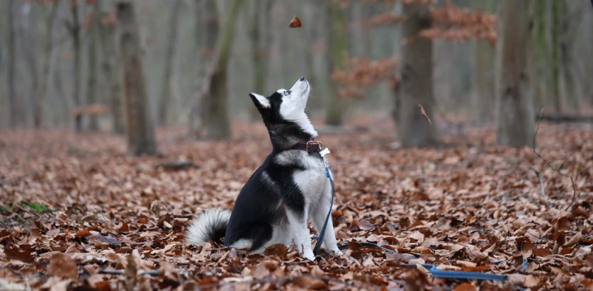 Pomsky sitting in autumn forest