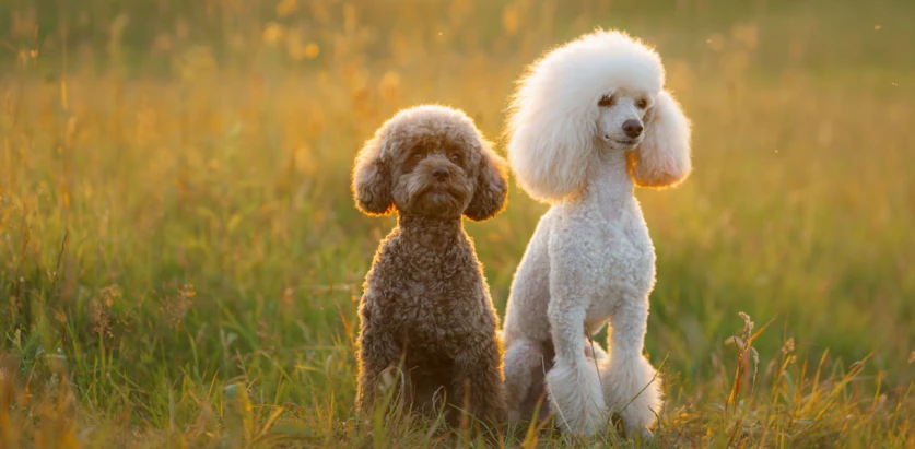 Poodle dogs sitting in a field
