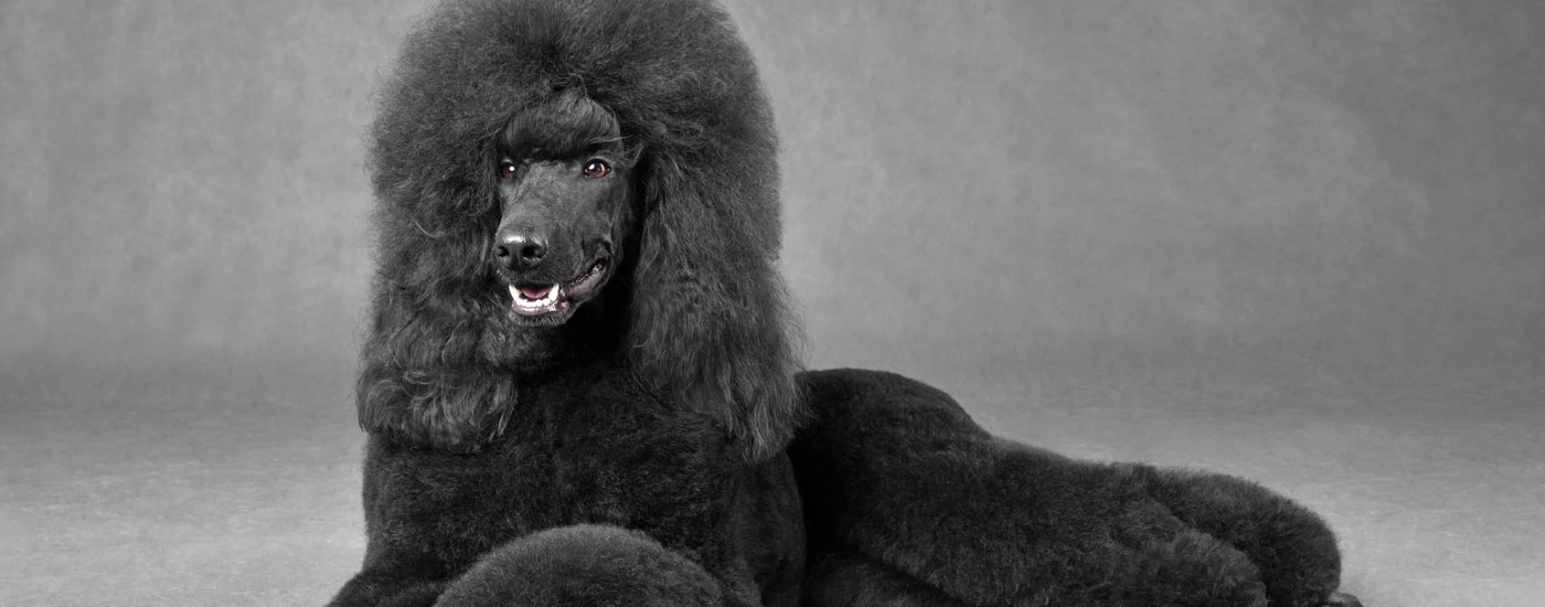 Poodle laying in a studio grey background