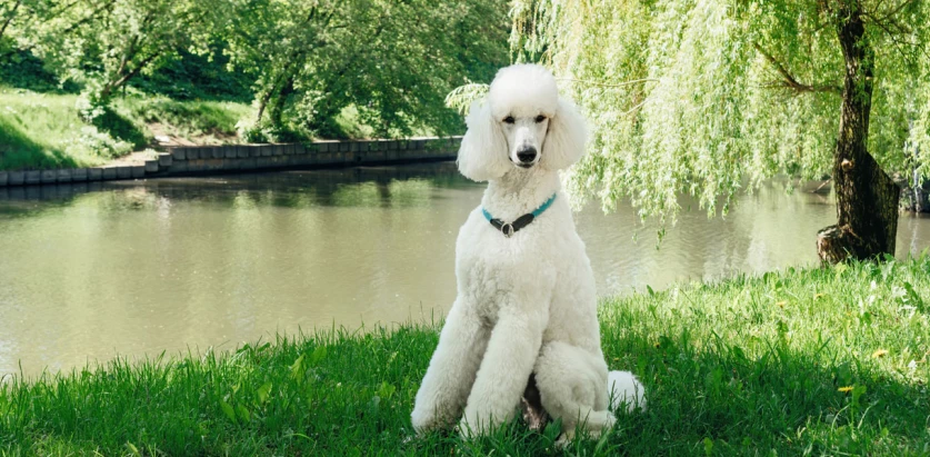 Poodle sitting near water