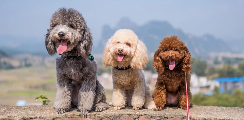 Poodle dogs sitting in line
