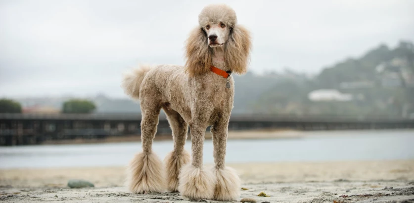 Poodle standing looking at the side