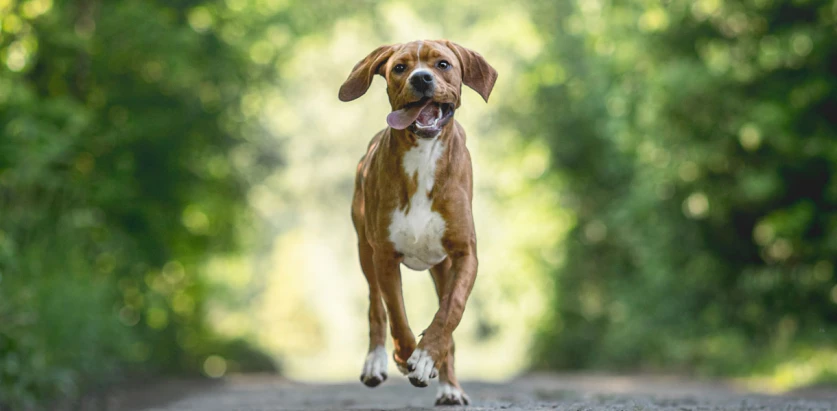Portuguese Pointer running in a path