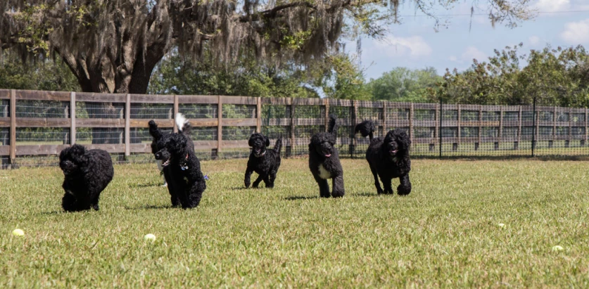 Portuguese Water Dogs running in a field