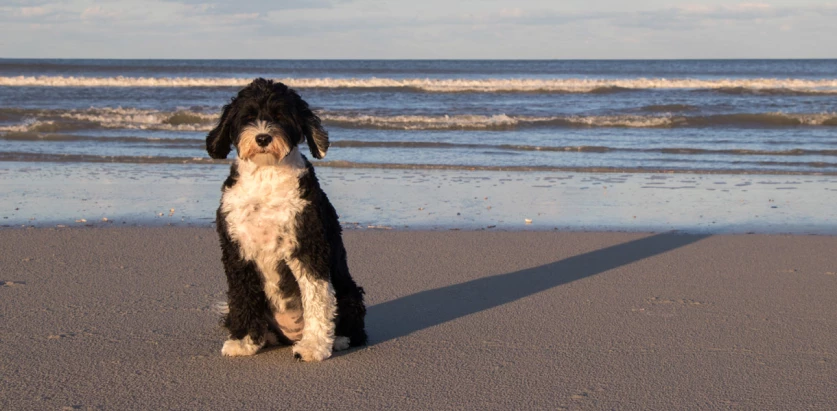 Portuguese Water Dog sitting by the water