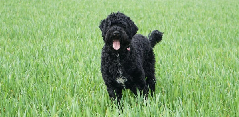 Portuguese Water Dog pup standing in grass