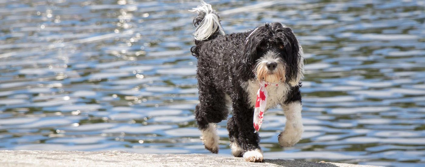 Portuguese Water Dog wearing bandana by the water