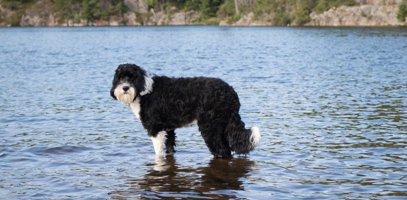 Portuguese Water Dog standing in the water